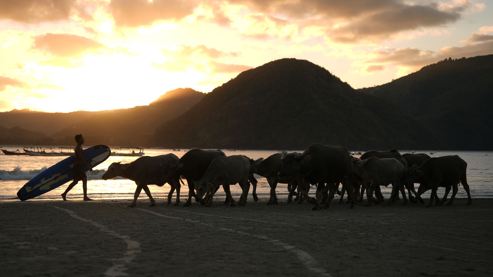 Sunset on a South Lombok beach — surfer walking beside water buffalo